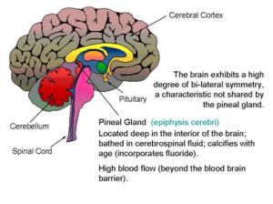 color chart brain